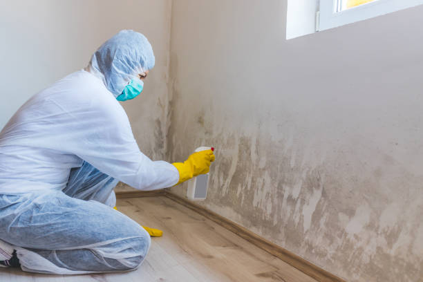 Licensed Basement Mold Remediation service in Villanova, PA - WQB Mold Removal